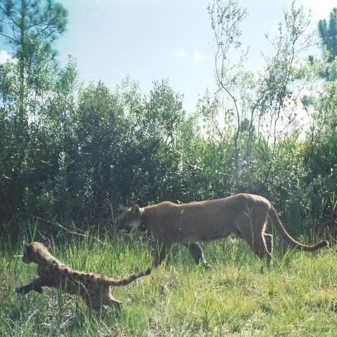 thumbnail for publication: Did I See a Panther?